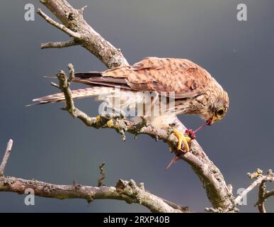 Un jeune Kestrel (Falco tinnunculus) se nourrissant d'un camescope dans les Cotswold Hills Gloucestershire UK Banque D'Images