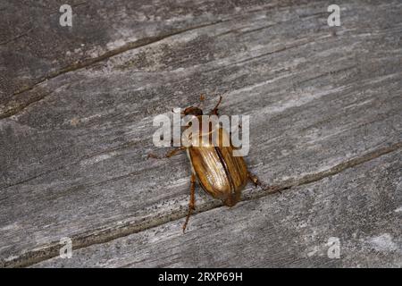 Amphimallon solstitiale famille Scarabaeidae Genus Amphimallon Chafer d'été européen juin coléoptère nature sauvage photographie d'insectes, image, papier peint Banque D'Images