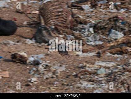 Drongo noir (Dicrurus macrocercus) en survolant un cimetière animalier, avec des carcasses pourries. Banque D'Images