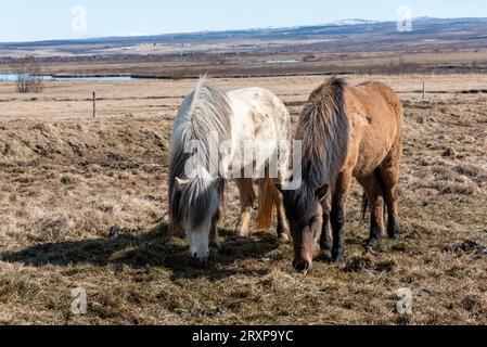 Une paire de chevaux islandais paissent le matin. Banque D'Images