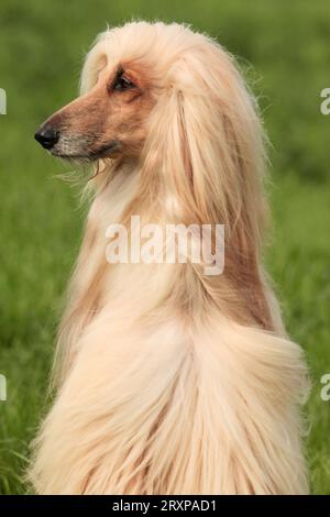 Portrait du chien courant afghan doré du côté du visage après le toilettage Banque D'Images