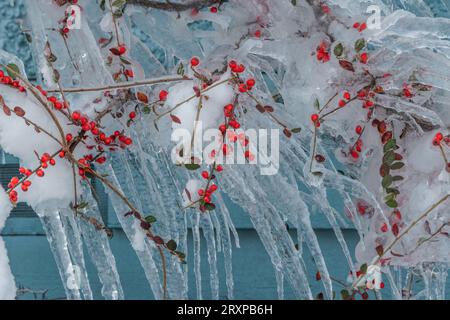 De longues glaces dentelées pendent en diagonale d'un buisson couvert de neige à Vancouver, au Canada. Les baies rouges sont congelées dans la glace sur fond turquoise Banque D'Images