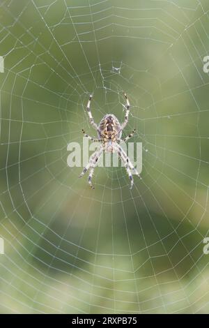 Araignée de jardin Araneus diadematus, femelle adulte en toile, Suffolk, Angleterre, septembre Banque D'Images