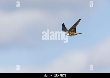 Passe-temps eurasien Falco subbuteo, vol juvénile, Suffolk, Angleterre, septembre Banque D'Images
