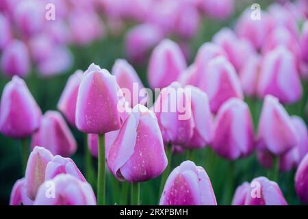 Gros plan de tulipes violettes à fleurs Banque D'Images