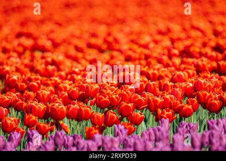 Domaine de tulipes rouges Banque D'Images