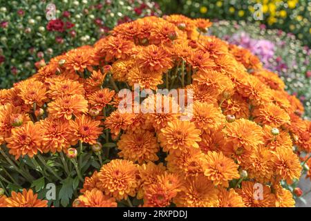 Les mamans orange vif fleurissent à temps pour la saison des fêtes d'automne Banque D'Images