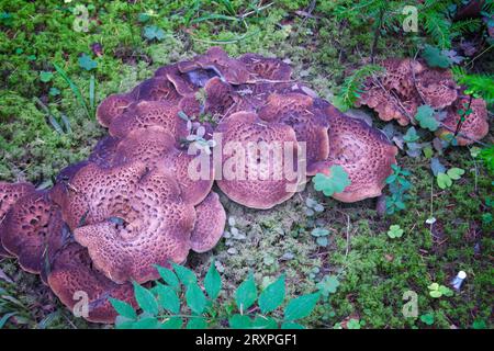 Sarcodon imbricatus, connu sous le nom de hérisson ciselé, hérisson squameux ou de pied de poule squameux. Banque D'Images