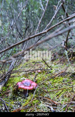 Champignon Russula sanguinaria, communément appelé brittleguill sanglant Banque D'Images