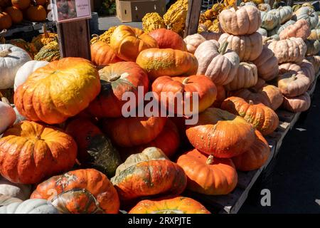 Citrouilles et courges ou abondantes pendant la saison d'automne dans le Nord-est, 2023, Massachusetts, États-Unis Banque D'Images