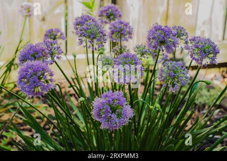 Oignon ornemental, Allium Millenium, poussant dans un jardin urbain. Kansas, États-Unis Banque D'Images