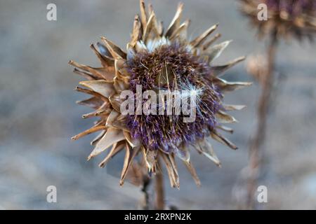 Fleur d'artichaut séchée. En pleine floraison fin été. Banque D'Images