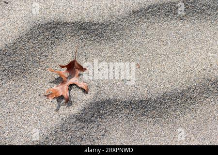 Une seule feuille de chêne brun repose au milieu des ondulations de sable sur une plage de Vancouver, au Canada. Banque D'Images