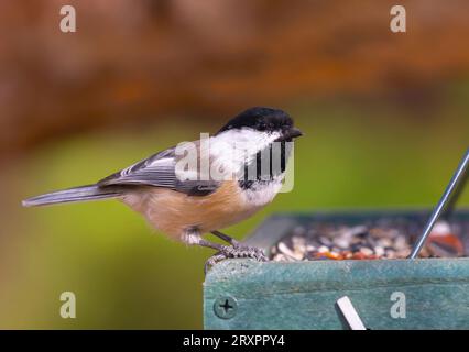 Gros plan d'un Chickadee à coiffe noire sur une mangeoire à oiseaux prête à déguster quelques graines. Banque D'Images