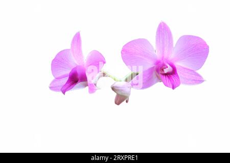 Gros plan d'une orchidée Larat violette dont le nom latin est Dendrobium bigibbum var. schoederianum en fleur avec fond blanc Banque D'Images