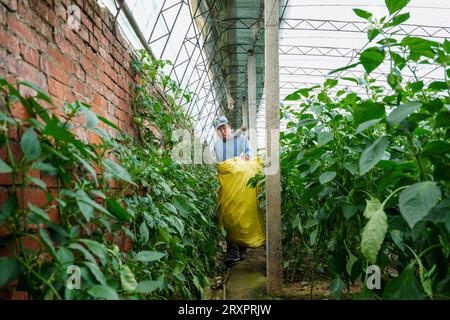 Comté de Luannan, Chine - 25 avril 2023 : les agriculteurs récoltent des piments dans des serres. Banque D'Images