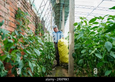 Comté de Luannan, Chine - 25 avril 2023 : les agriculteurs récoltent des piments dans des serres. Banque D'Images