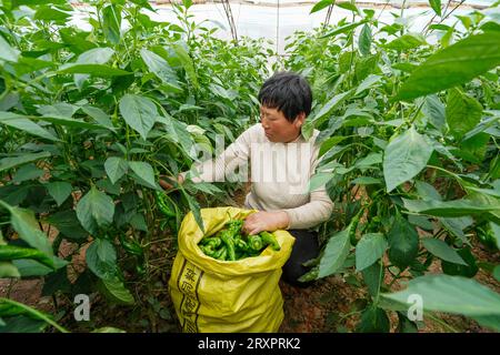 Comté de Luannan, Chine - 25 avril 2023 : les agriculteurs récoltent des piments dans des serres. Banque D'Images