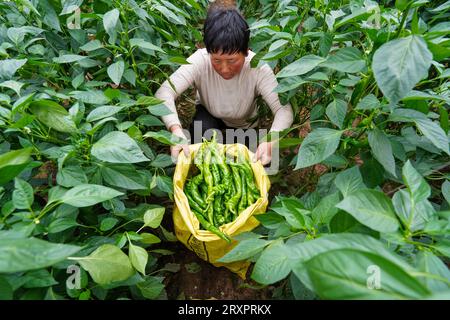 Comté de Luannan, Chine - 25 avril 2023 : les agriculteurs récoltent des piments dans des serres. Banque D'Images