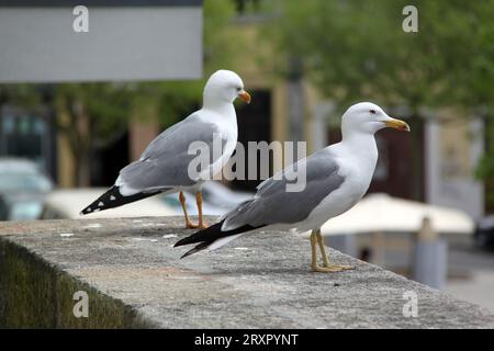 Deux mouettes assises sur un mur dans la ville Banque D'Images