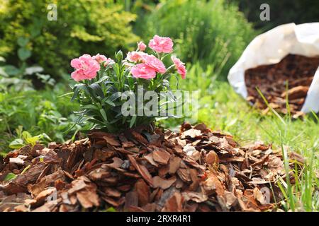 Belles fleurs paillées avec des copeaux d'écorce dans le jardin, closeup. Espace pour le texte Banque D'Images