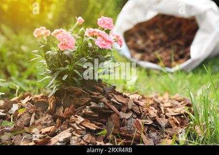 Belles fleurs paillées avec des copeaux d'écorce dans le jardin, closeup. Espace pour le texte Banque D'Images