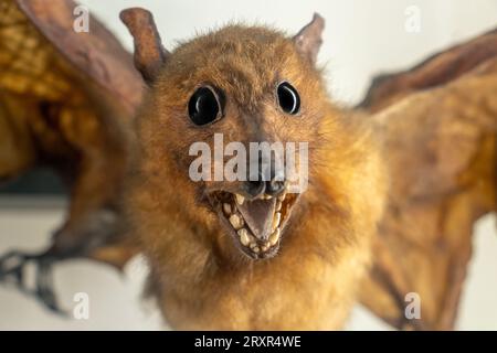 La chauve-souris égyptienne ou rousette égyptienne (Rousettus aegyptiacus) Banque D'Images