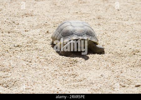 Tortue marchant sur le sol rocheux du désert Banque D'Images
