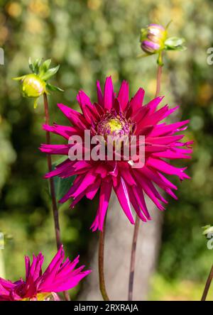 'Ambition' Cactus dahlia, Kaktusdahlia (Dahlia x hortensis) Banque D'Images