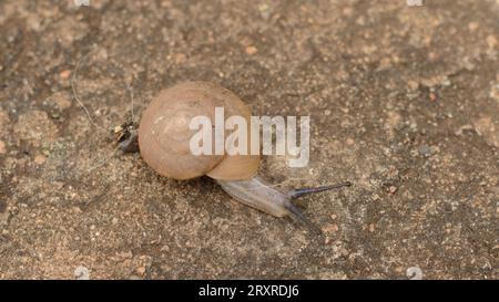 Un escargot rampe sur la cour Banque D'Images