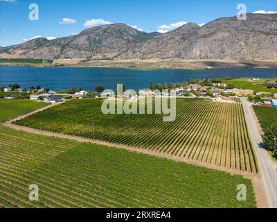 Paysage agricole canadien aérien d'un vignoble dans la vallée de l'Okanagan à Osoyoos, Colombie-Britannique, Canada. Banque D'Images