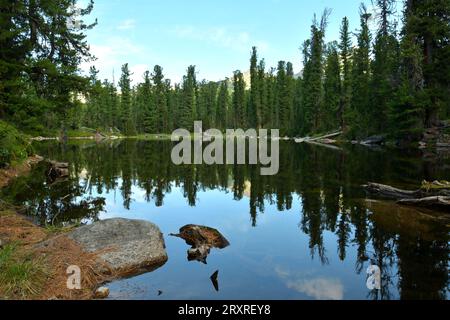 Pierres et troncs d'arbres tombés regardant de la surface d'un lac calme, entouré par une forêt dense de conifères par une journée ensoleillée d'été. Bear Lak Banque D'Images