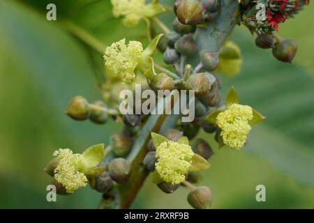 Eranda (également appelé Ricinus communis, jarak, noix poison, buisson, plante d'huile de ricin, haie plante d'huile de ricin) fruit sur l'arbre Banque D'Images