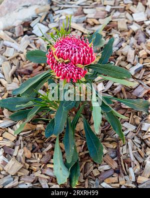 Plante de Warratah avec des feuilles vertes, forme rose, fleur Banque D'Images