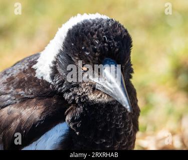 Australian Magpie gros plan de la tête et du visage, plumes tufty scruffy et aspect légèrement rugueux, Australie Banque D'Images