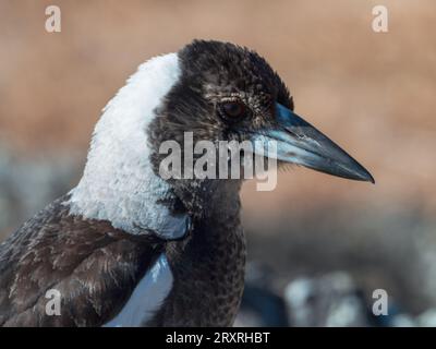 Gros plan australien Magpie de la tête et du visage, plumes Tufty Scruffy, Australie Banque D'Images