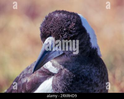 Australian Magpie gros plan de la tête et du visage, plumes tufty scruffy et aspect légèrement rugueux, Australie Banque D'Images