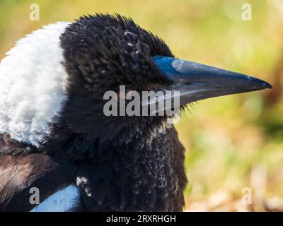 Australian Magpie gros plan de la tête et du visage, plumes tufty scruffy et aspect légèrement rugueux, Australie Banque D'Images