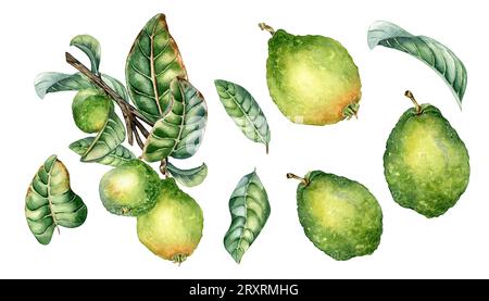 Ensemble de branche d'arbre avec illustration d'aquarelle de fruits de goyave isolé sur fond blanc. Plante tropicale guajava avec des feuilles vertes dessinées à la main. Des Banque D'Images