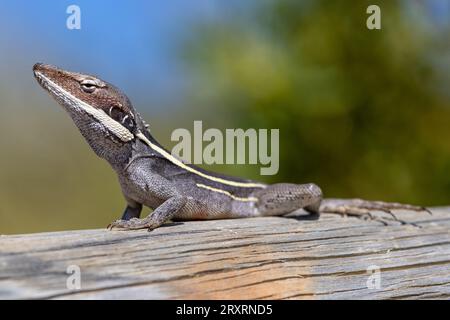 Dragon australien à long nez se prélasser sur le bois Banque D'Images