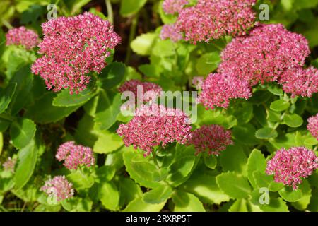 Fleurs en gros plan de l'orpine (Hylotelephium telephium, synonyme sedum purpurascens), famille des crottes de pierre, famille des orpins (Crassulaceae). Jardin hollandais. Sept Banque D'Images