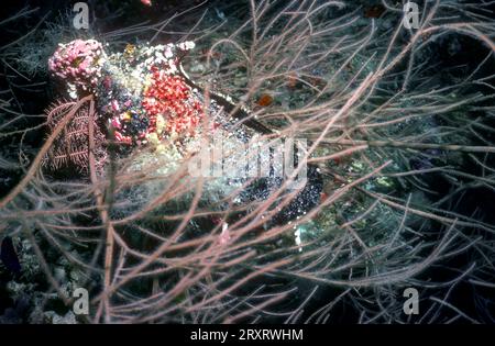 Huître d'aile de pingouin (pteria pingouin) vivant attaché à un corail noir aux Maldives. Banque D'Images