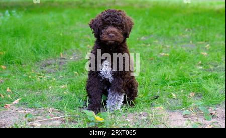 Mignon chiot brun lagotto romagnolo assis sur l'herbe et lookicng à la caméra en été. Espace pour le texte Banque D'Images