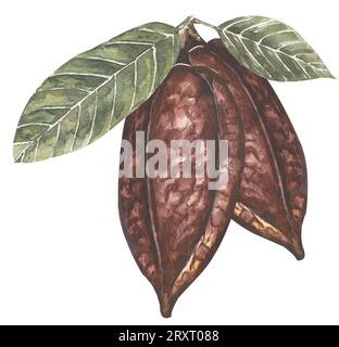 Aquarelle Red cacao pod illustration, clipart de cacao, chocolat Banque D'Images