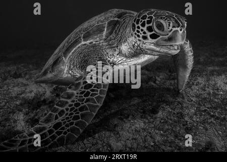 Tortue verte nageant sur les herbiers de la plage de Ngouja Mayotte Océan Indien Banque D'Images