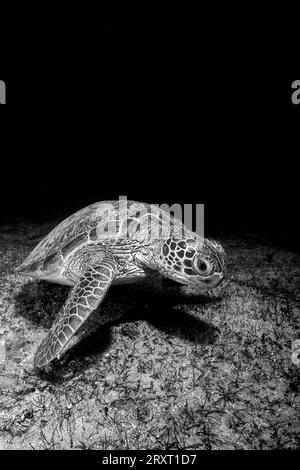 Tortue verte nageant sur les herbiers de la plage de Ngouja Mayotte Océan Indien Banque D'Images