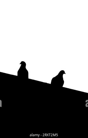 Deux pigeons en silhouette perchés sur un toit regardant à redcar, North yorkshire, angleterre, Royaume-Uni Banque D'Images