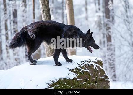 jeune chien loup noir dans une forêt en hiver Banque D'Images
