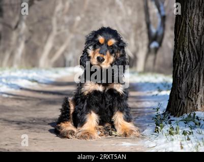 Anglais Cocker Spaniel dans la nature en hiver Banque D'Images