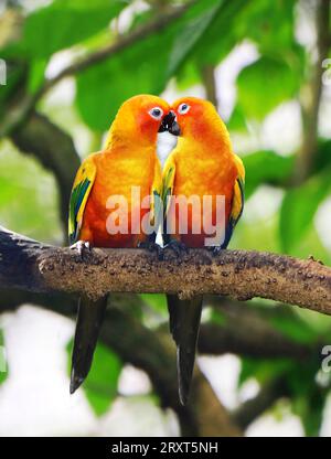 Les oiseaux aiment s'embrasser sur une branche d'arbre Banque D'Images